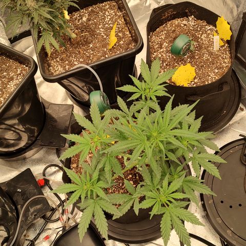 Pink Panama x Chemgodding growlog timeline photo