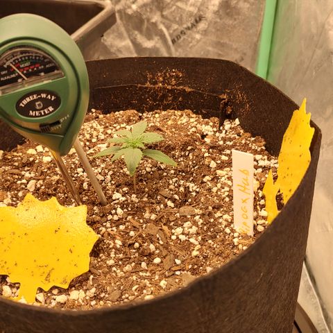 Ripley's OG X Hubbabubbascope growlog timeline photo