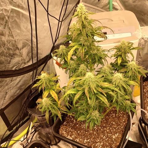 Moon Oreoz growlog timeline photo