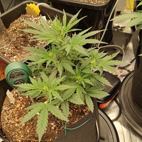 Ripley's OG X Hubbabubbascope growlog timeline photo