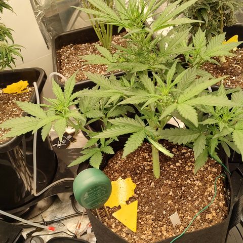 Pink Panama x Chemgodding growlog timeline photo