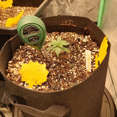 Ripley's OG X Hubbabubbascope growlog timeline photo