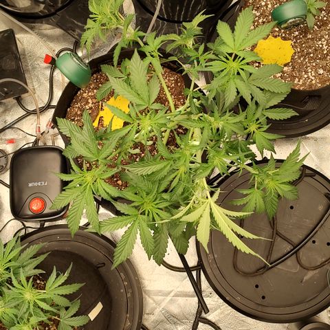Pink Panama x Chemgodding growlog photo: Lst