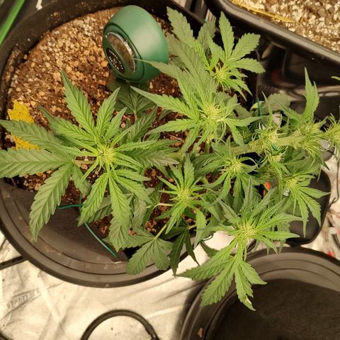 Ripley's OG X Hubbabubbascope growlog photo: Lst