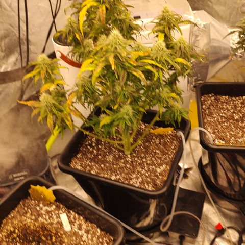 Moon Oreoz growlog timeline photo