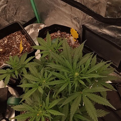 Ripley's OG X Hubbabubbascope growlog timeline photo