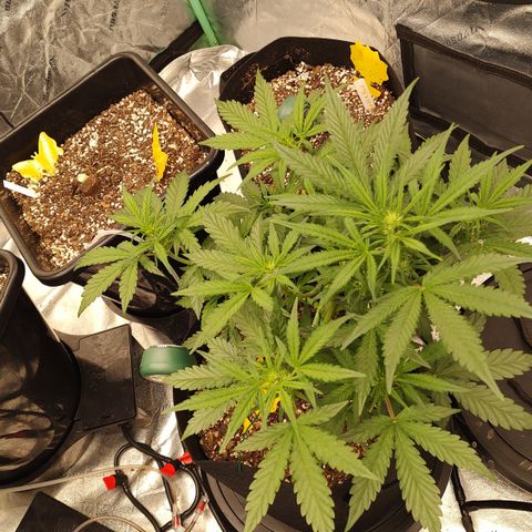 Pink Panama x Chemgodding growlog timeline photo