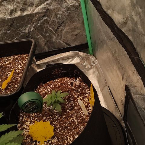 Ripley's OG X Hubbabubbascope growlog timeline photo