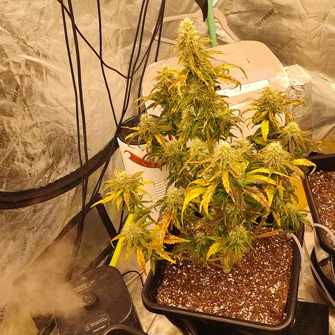 Moon Oreoz growlog timeline photo