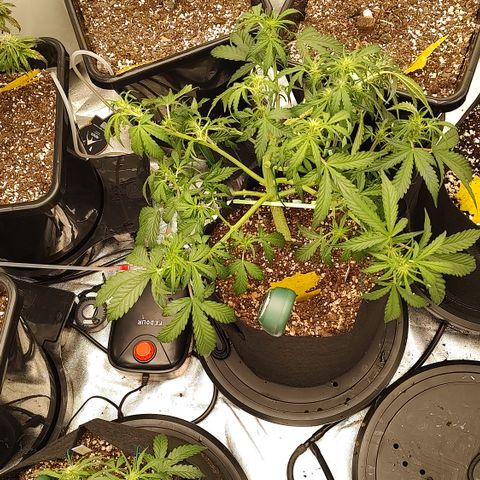 Pink Panama x Chemgodding growlog timeline photo