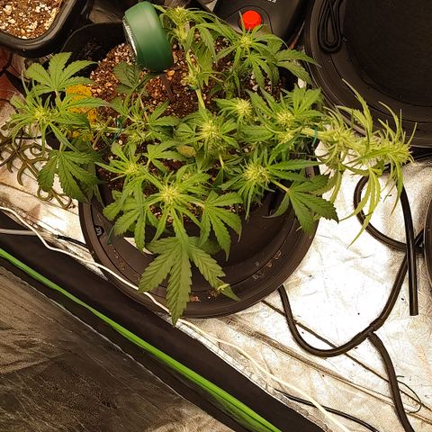 Ripley's OG X Hubbabubbascope growlog timeline photo