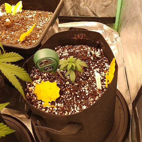 Ripley's OG X Hubbabubbascope growlog timeline photo