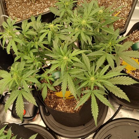 Pink Panama x Chemgodding growlog timeline photo