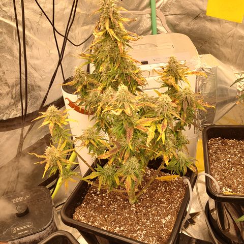 Moon Oreoz growlog timeline photo