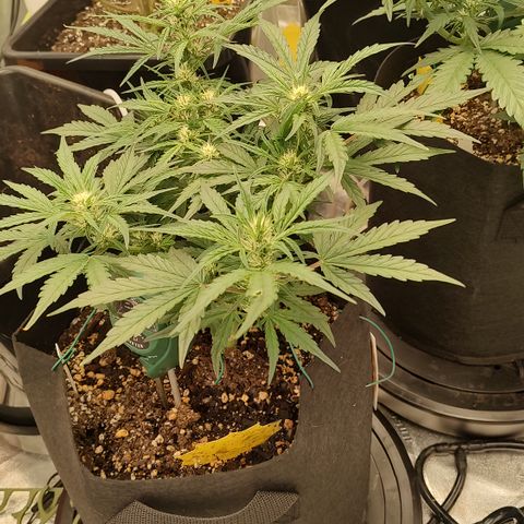 Ripley's OG X Hubbabubbascope growlog timeline photo