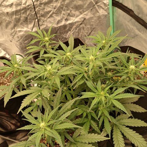 Pink Panama x Chemgodding growlog timeline photo