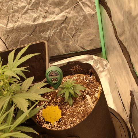 Ripley's OG X Hubbabubbascope growlog timeline photo