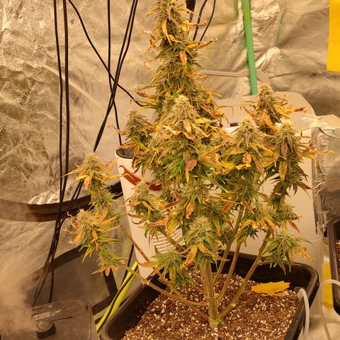 Moon Oreoz growlog timeline photo