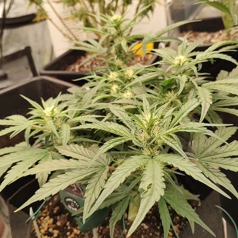 Ripley's OG X Hubbabubbascope growlog timeline photo