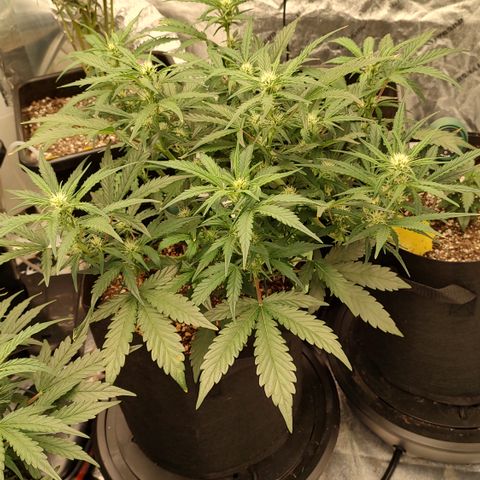 Pink Panama x Chemgodding growlog timeline photo