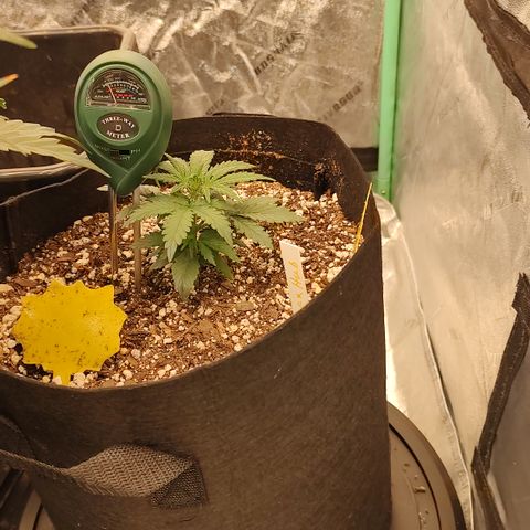Ripley's OG X Hubbabubbascope growlog timeline photo