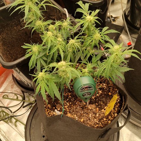 Ripley's OG X Hubbabubbascope growlog timeline photo