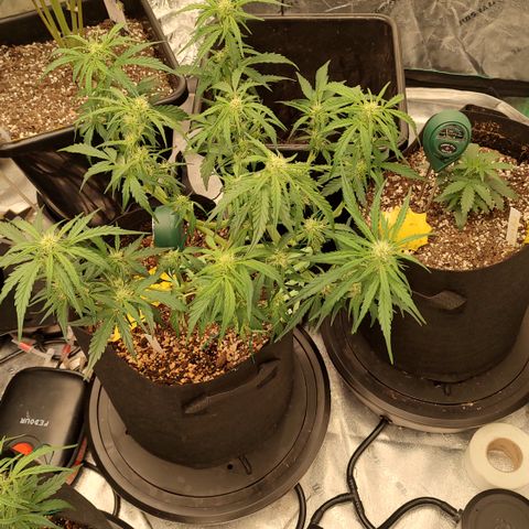 Pink Panama x Chemgodding growlog timeline photo