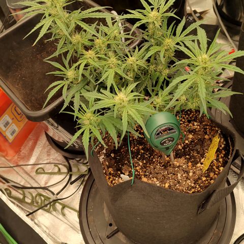 Ripley's OG X Hubbabubbascope growlog timeline photo