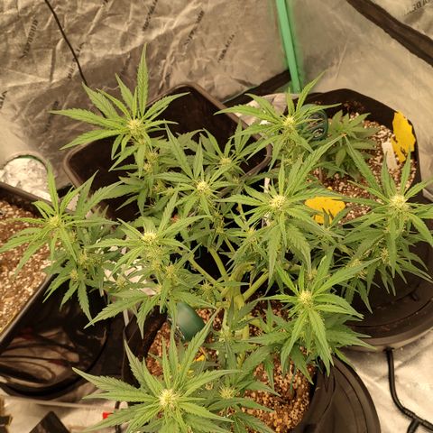 Pink Panama x Chemgodding growlog timeline photo