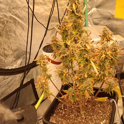 Moon Oreoz growlog timeline photo