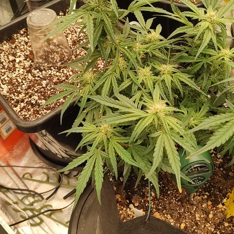 Pink Panama x Chemgodding growlog timeline photo