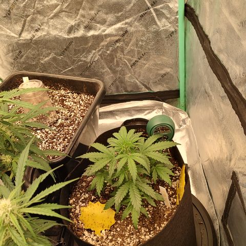 Ripley's OG X Hubbabubbascope growlog timeline photo
