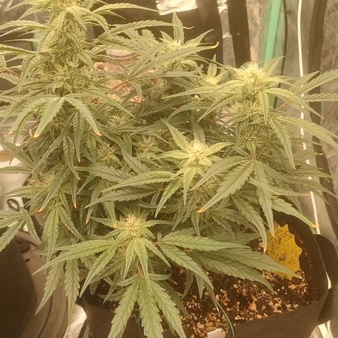 Ripley's OG X Hubbabubbascope growlog timeline photo