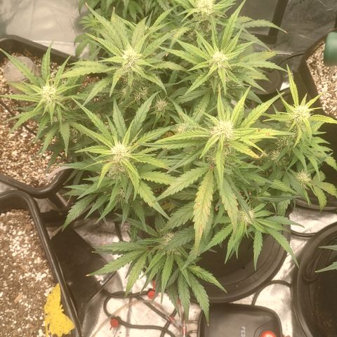 Pink Panama x Chemgodding growlog timeline photo