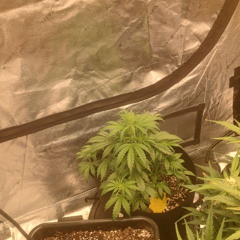 Ripley's OG X Hubbabubbascope growlog timeline photo
