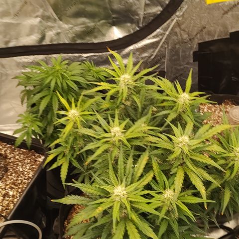 Ripley's OG X Hubbabubbascope growlog timeline photo