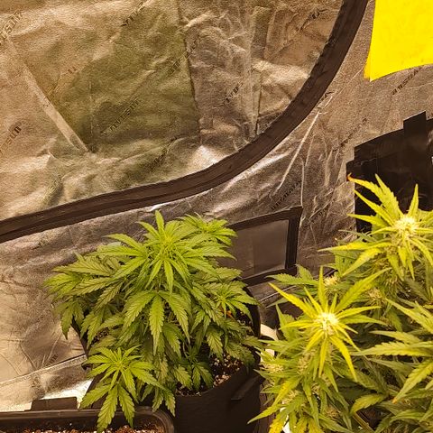Ripley's OG X Hubbabubbascope growlog timeline photo
