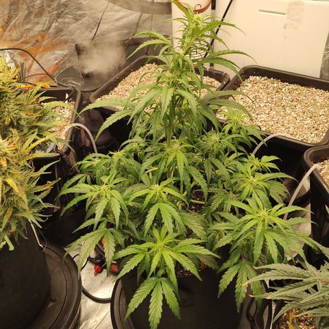 Ripley's OG X Hubbabubbascope growlog timeline photo