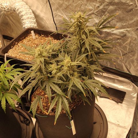 Ripley's OG X Hubbabubbascope growlog timeline photo