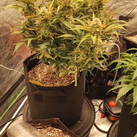 Pink Panama x Chemgodding growlog timeline photo