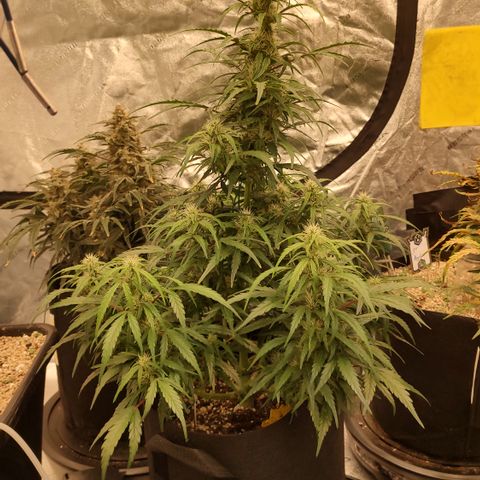 Ripley's OG X Hubbabubbascope growlog timeline photo