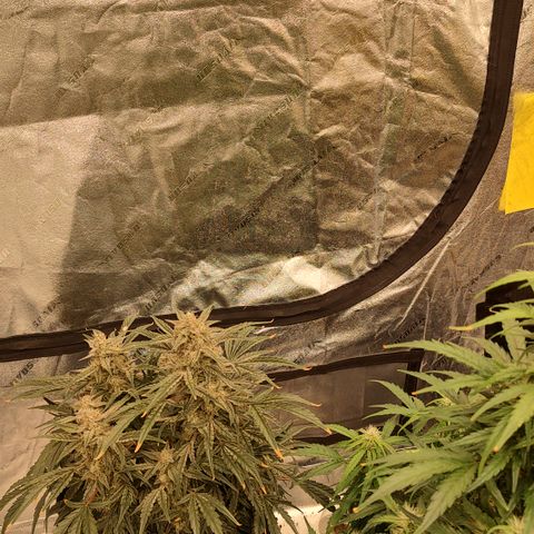 Ripley's OG X Hubbabubbascope growlog timeline photo