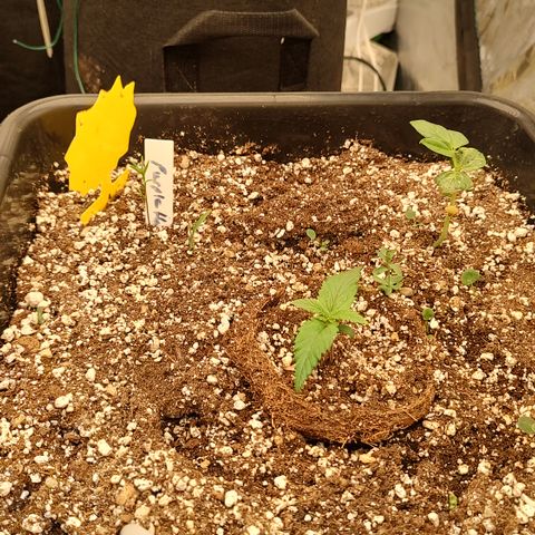 Purple haze auto  growlog timeline photo