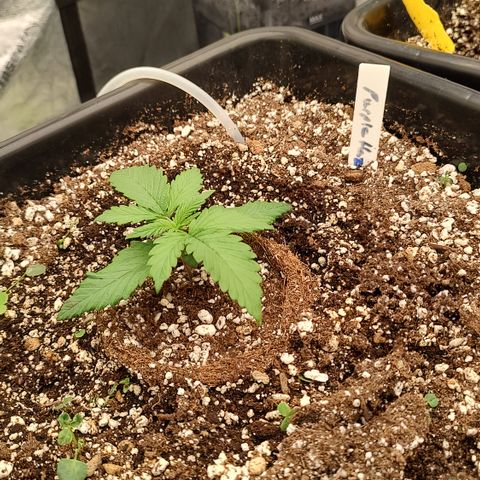 Purple haze auto  growlog timeline photo