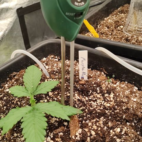 Purple haze auto  growlog timeline photo