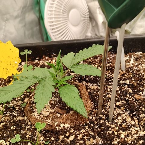 Purple haze auto  growlog timeline photo