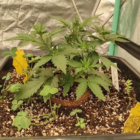 Purple haze auto  growlog timeline photo