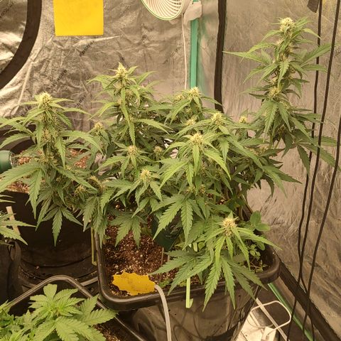 Purple haze auto  growlog timeline photo