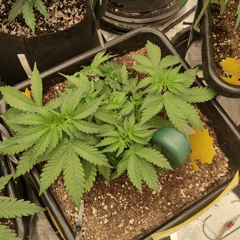 Purple haze auto  growlog timeline photo
