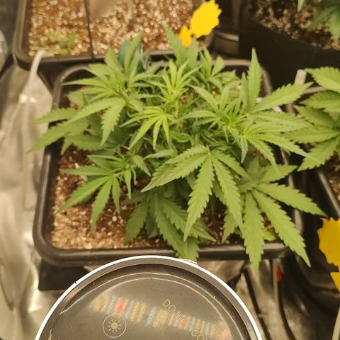 Z-up growlog timeline photo